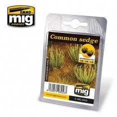 COMMON SEDGE A.MIG-8456